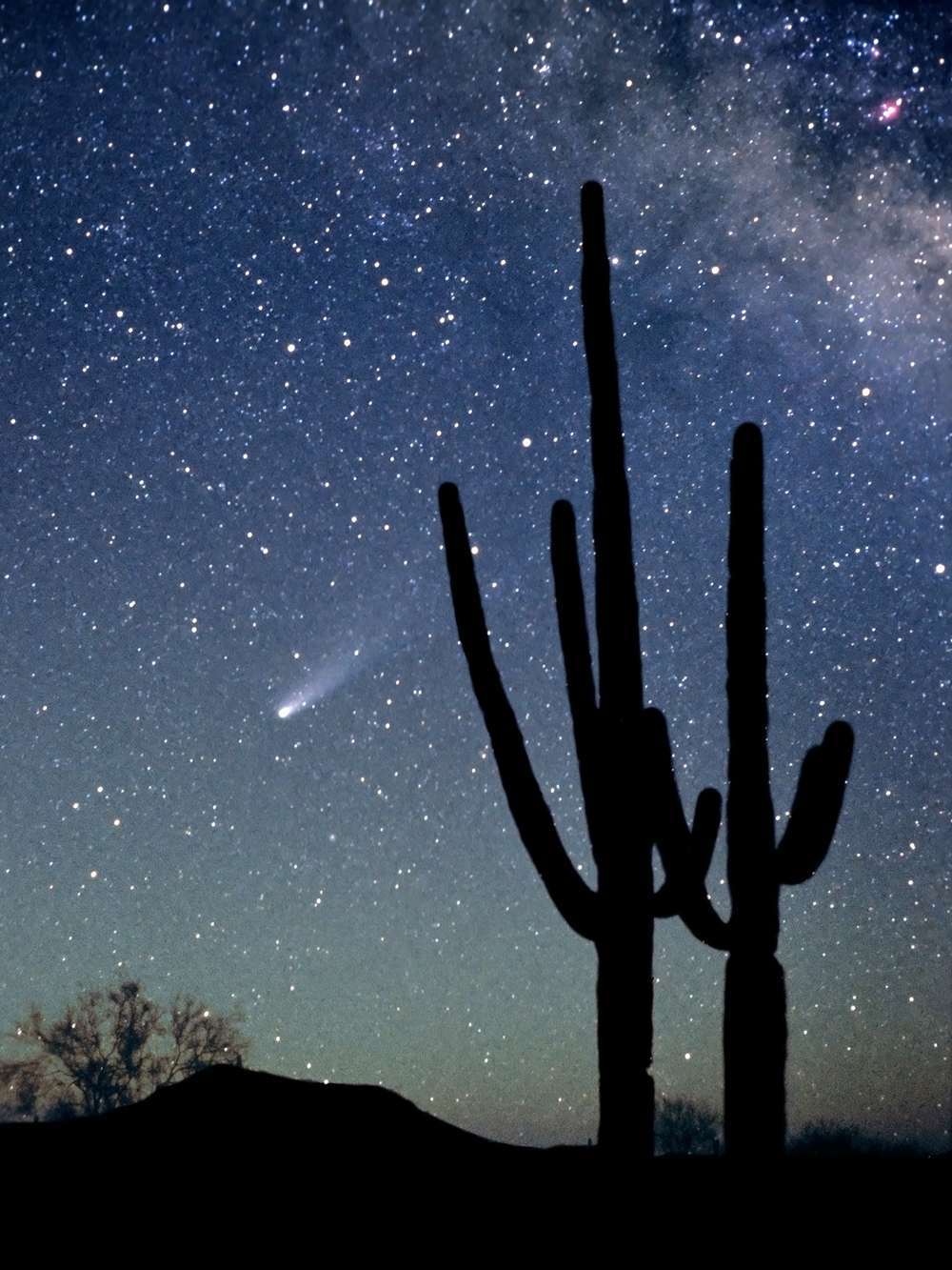 Halley’s Comet in the night sky above cactuses